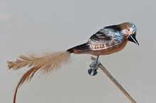 Lade das Bild in den Galerie-Viewer, Traumhafter Buchfink aus mundgeblasenem Glas auf Clip Mundgeblasener Weihnachtsschmuck Kunsthandel Rueckeshaeuser