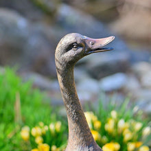 Lade das Bild in den Galerie-Viewer, Laufente aus Bronze / Höhe 49 cm Gartendekoration Kunsthandel Rueckeshaeuser