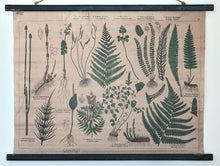 Lade das Bild in den Galerie-Viewer, Dekorativer Nachdruck einer historischen Schautafel über Farne Wohnaccessoires Kunsthandel Rueckeshaeuser
