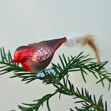 Lade das Bild in den Galerie-Viewer, Rotkehlchen aus Glas, auf Clip Mundgeblasener Weihnachtsschmuck Kunsthandel Rueckeshaeuser
