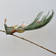 Lade das Bild in den Galerie-Viewer, Zauberhafter grüner Pfau auf Clip, XX cm Weihnachtsbaumschmuck Kunsthandel Rueckeshaeuser
